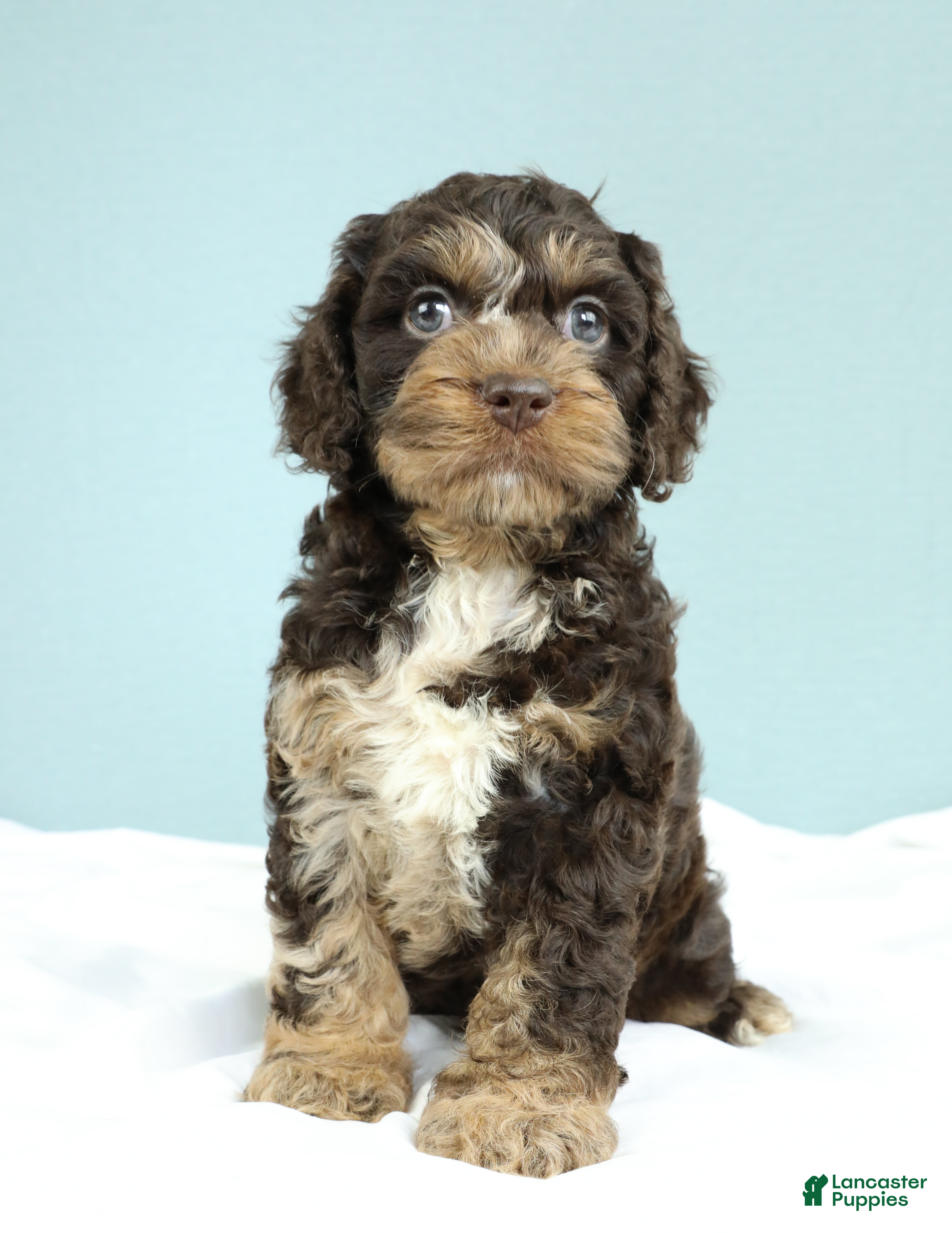 Cockapoo dogs Levi 🫐 - Ad 1