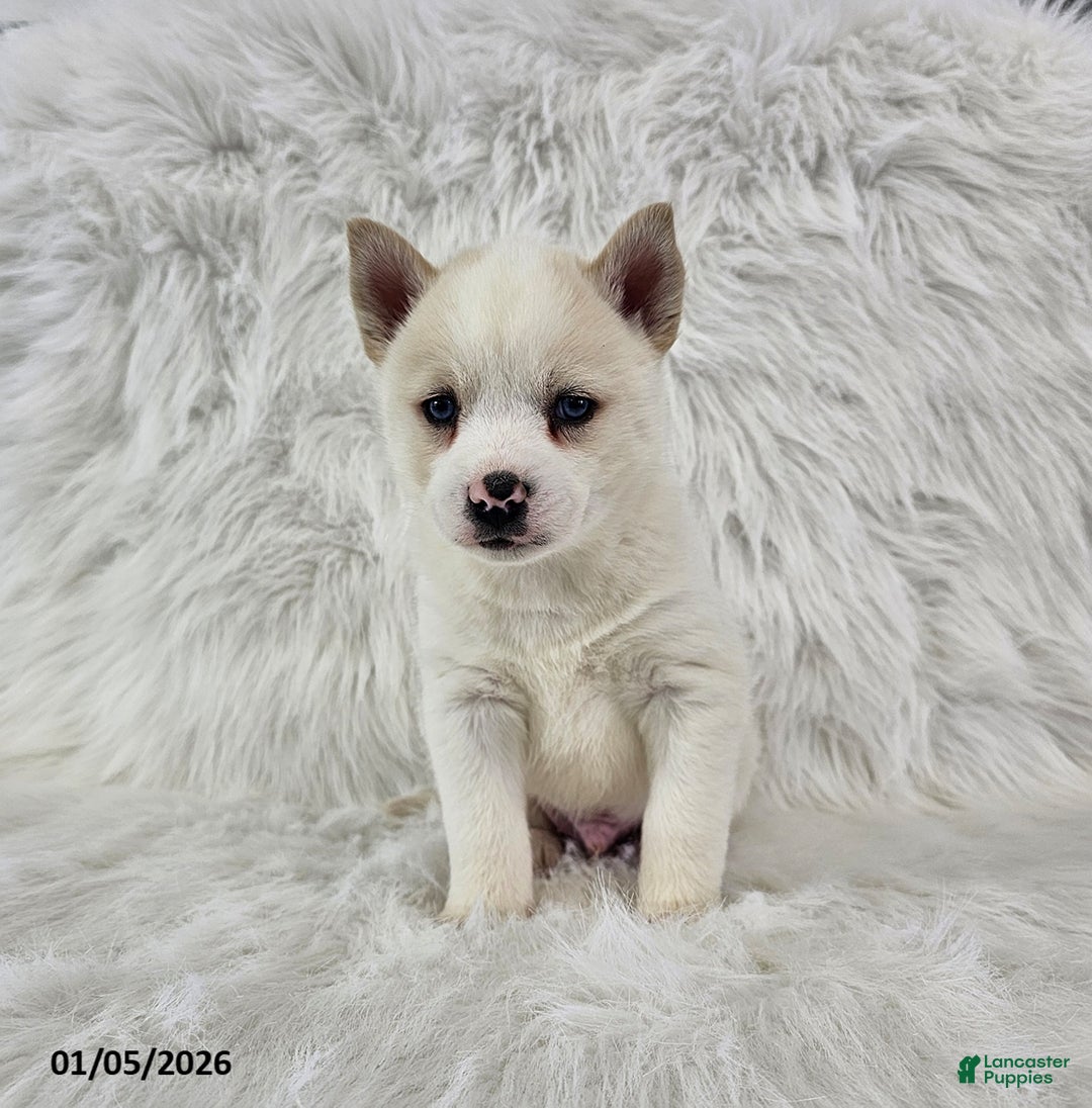 Pomsky dogs for sale: Ross - Ad 2