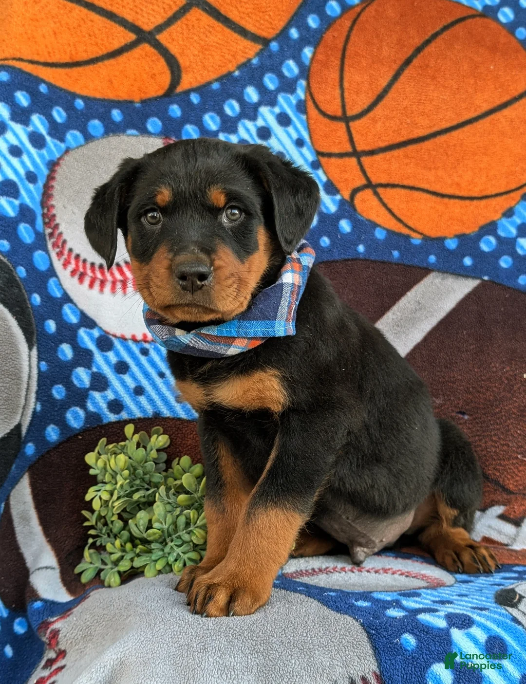 Rottweiler dogs for sale: Bryant - Ad 6