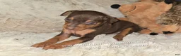Miniature Pinscher dogs for sale: AKC Riker - Ad 4