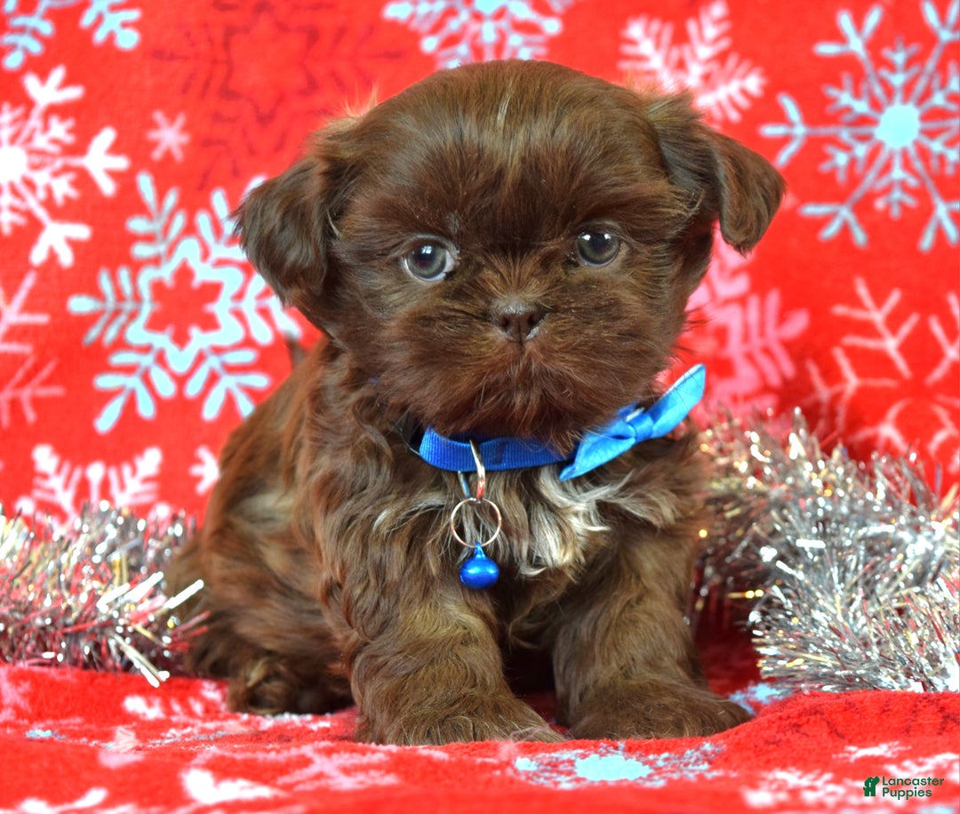 Shih Tzu dogs for sale: Cookie - Ad 3