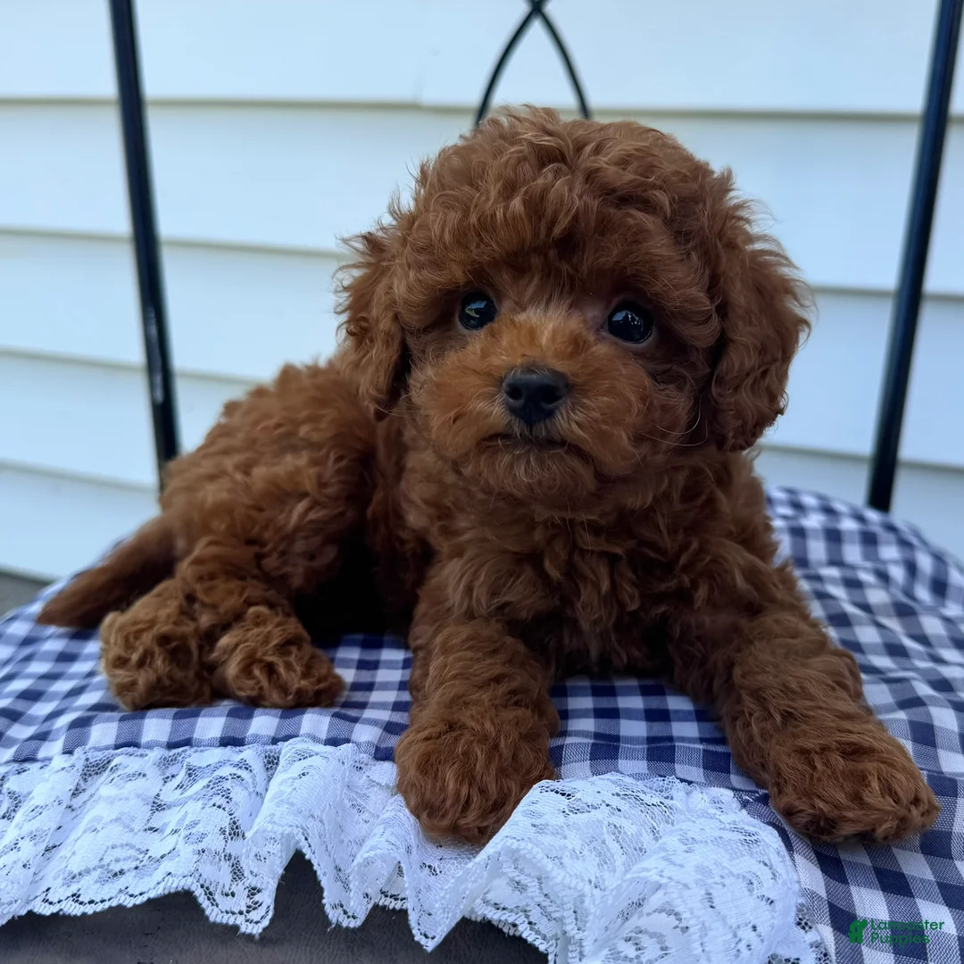 Miniature Poodle dogs for sale: Tank - Ad 2