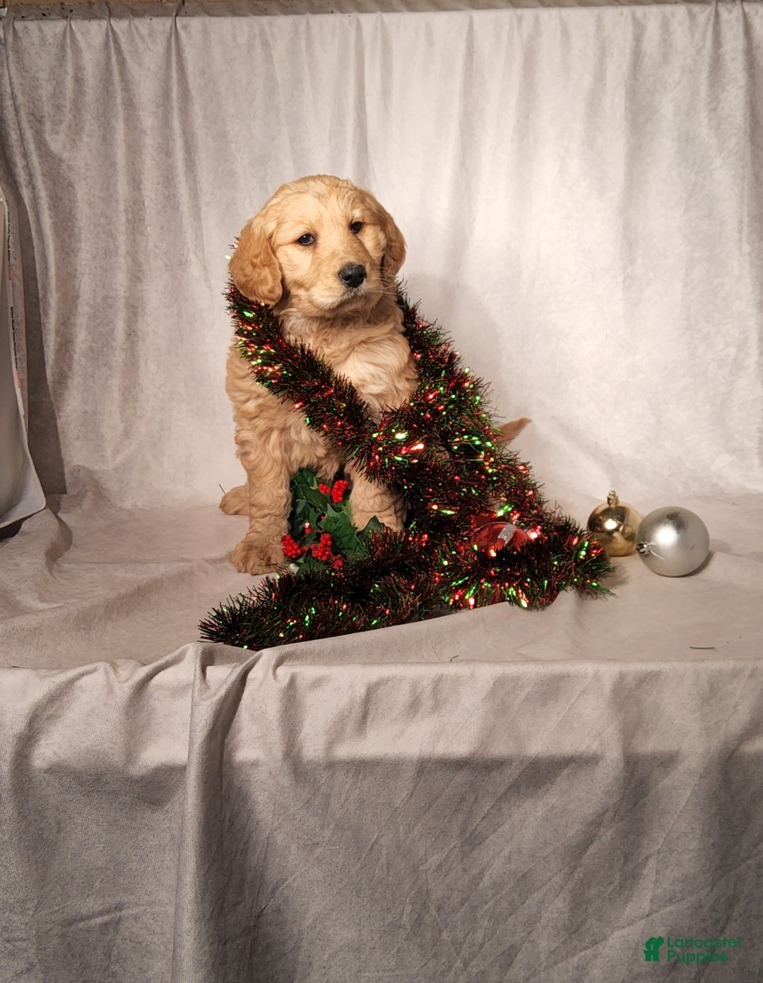 Goldendoodle dogs for sale: Becky - Ad 6