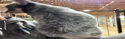 Australian Cattle Dog dogs for sale: Kayce - Ad 7