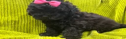 Shih Tzu dogs for sale: Pretty - Ad 2