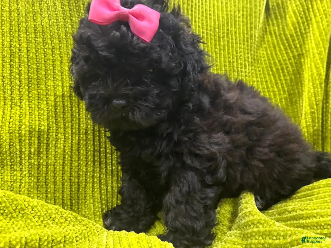 Shih Tzu dogs for sale: Pretty - Ad 2