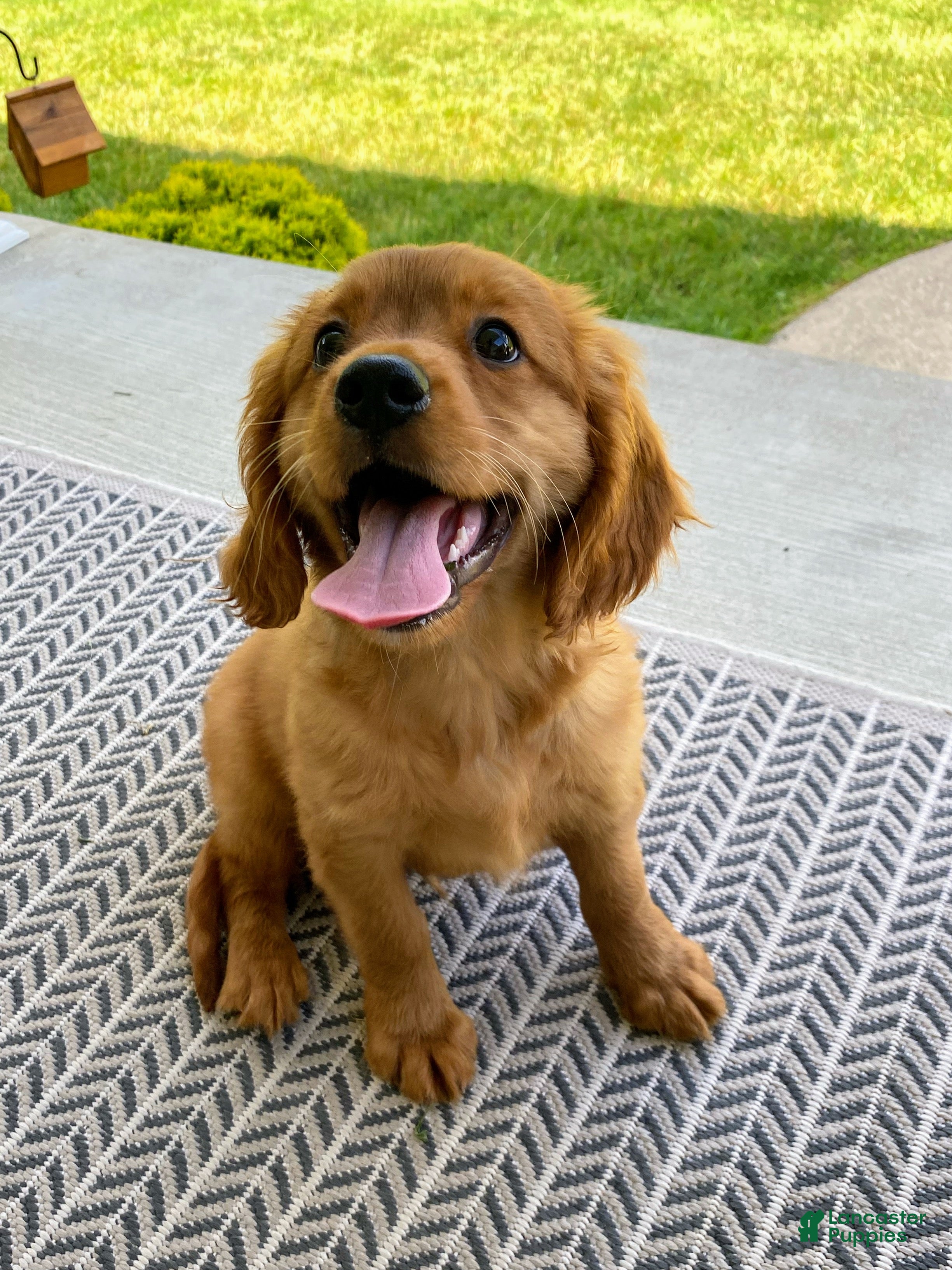 Miniature Golden Retriever dogs Murphy - Ad 1