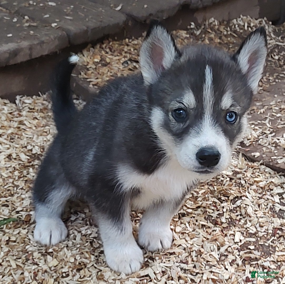 Siberian Husky dogs Sonya's female 3 - Ad 19