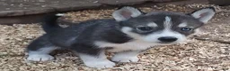Siberian Husky dogs for sale: Sonya's female 3 - Ad 3