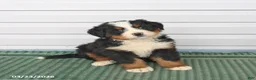 Bernese Mountain Dog dogs for sale: Rocky - Ad 3