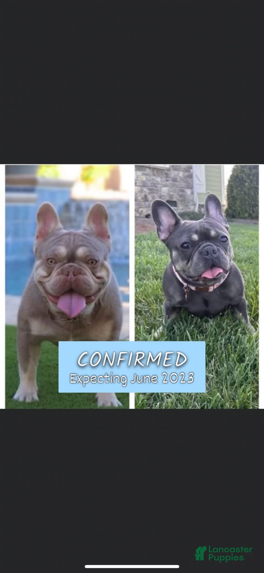 French Bulldog dogs for stud: Henry - Ad 2