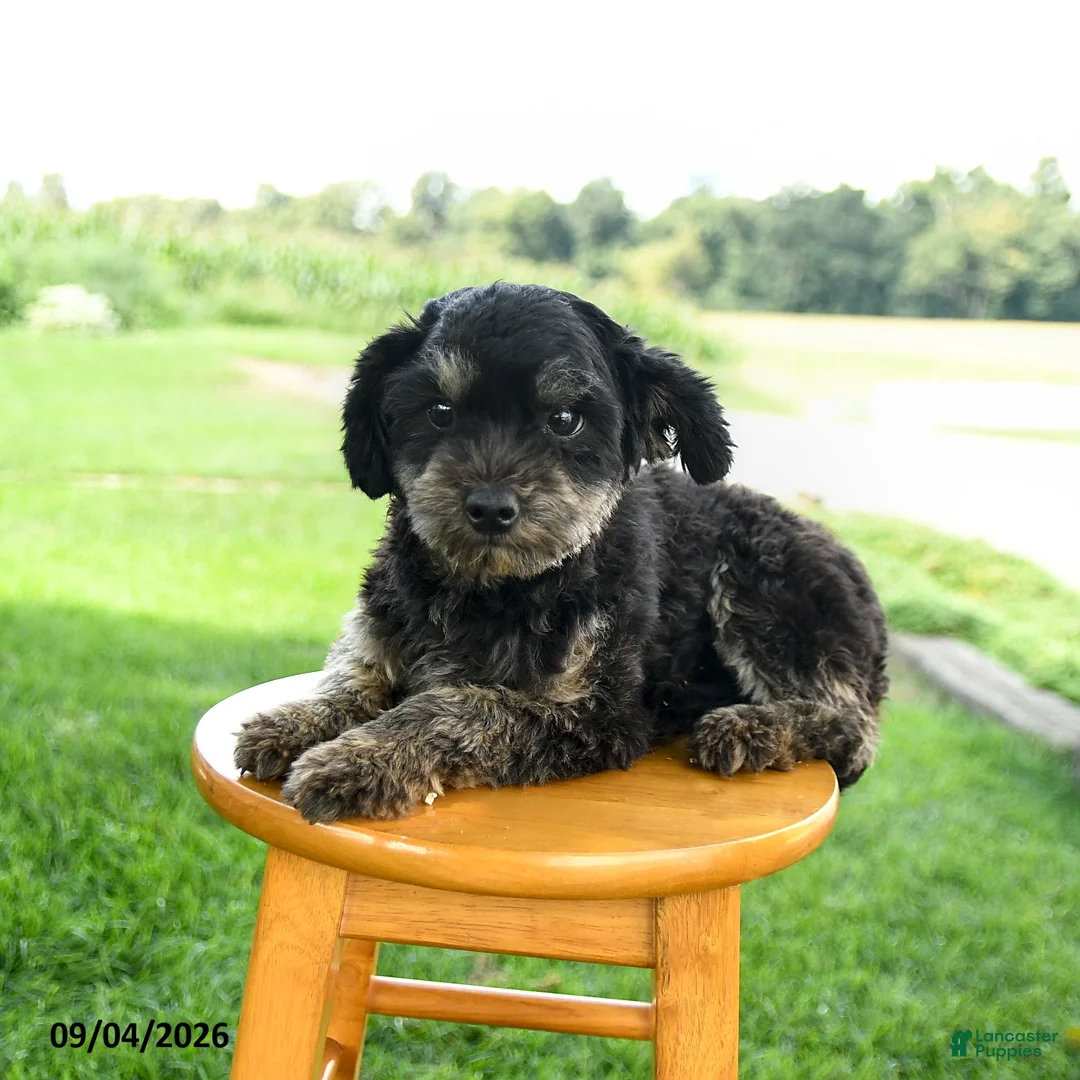 Maltipoo dogs for sale: Shadow - Ad 3