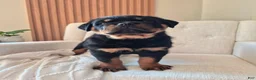 Rottweiler dogs for sale: Bruno - Ad 5