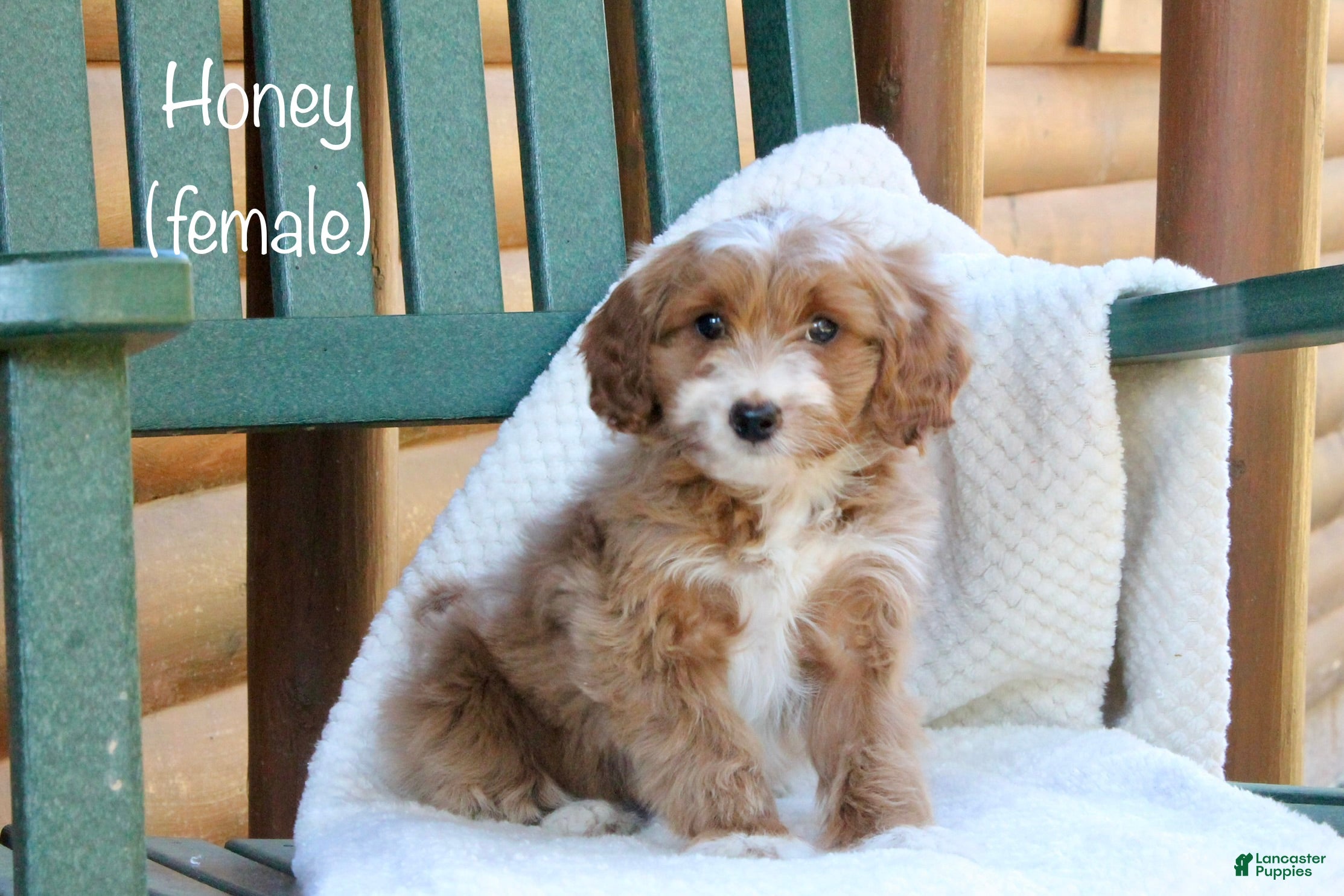 Mini Goldendoodle dogs Honey - Ad 34