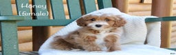 Mini Goldendoodle dogs for sale: Honey - Ad 1