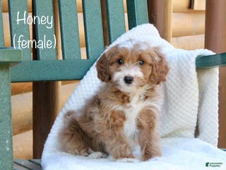 Mini Goldendoodle dogs Honey - Ad 34