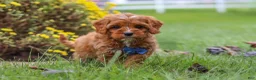 Cavapoo dogs for sale: Ranger - Ad 6