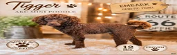Miniature Poodle dogs for sale: Miniature Poodle 5 - Ad 3