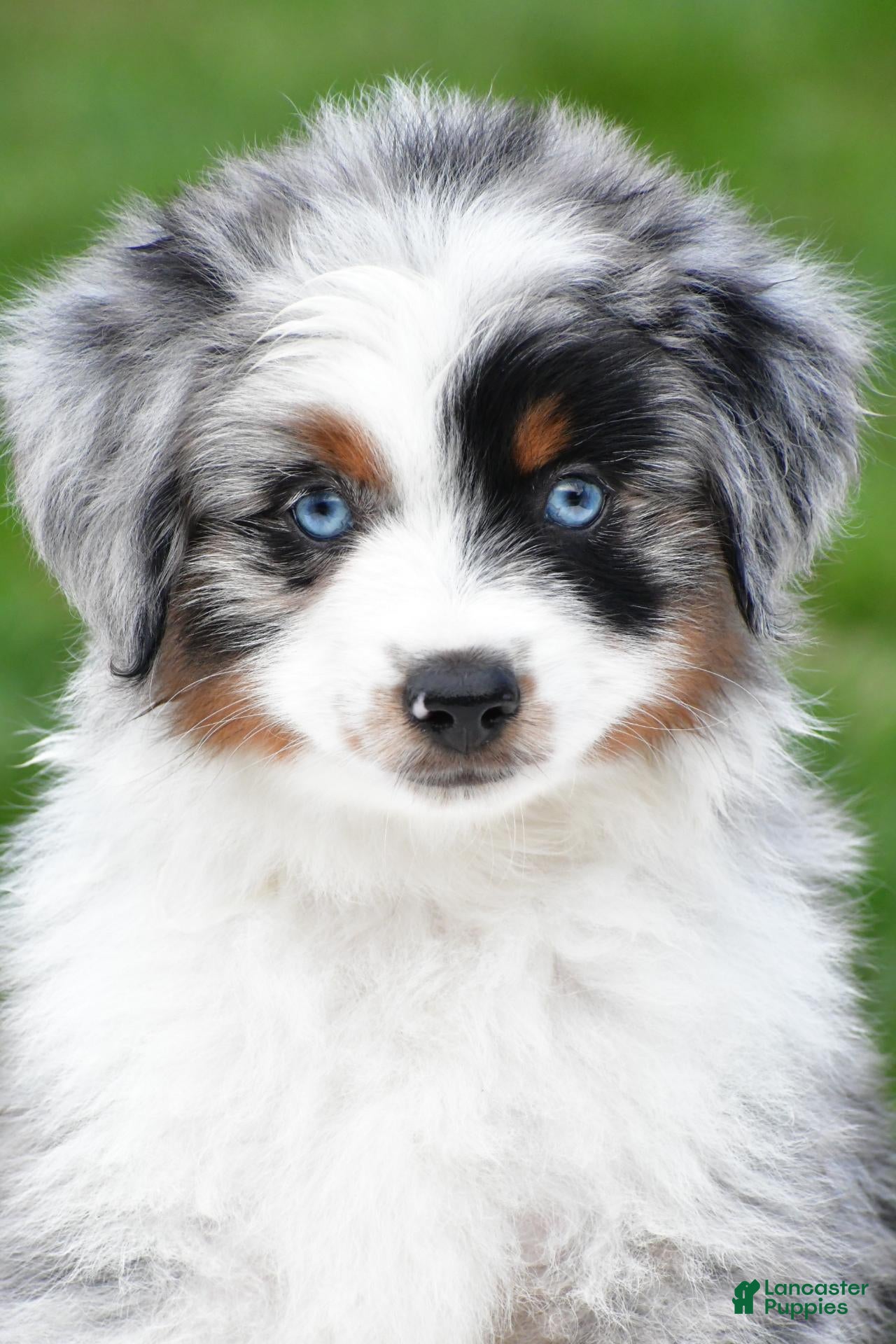 Miniature Australian Shepherd dogs Wendy - Ad 2