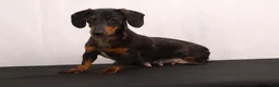 Dachshund dogs for sale: Snowy - Ad 13