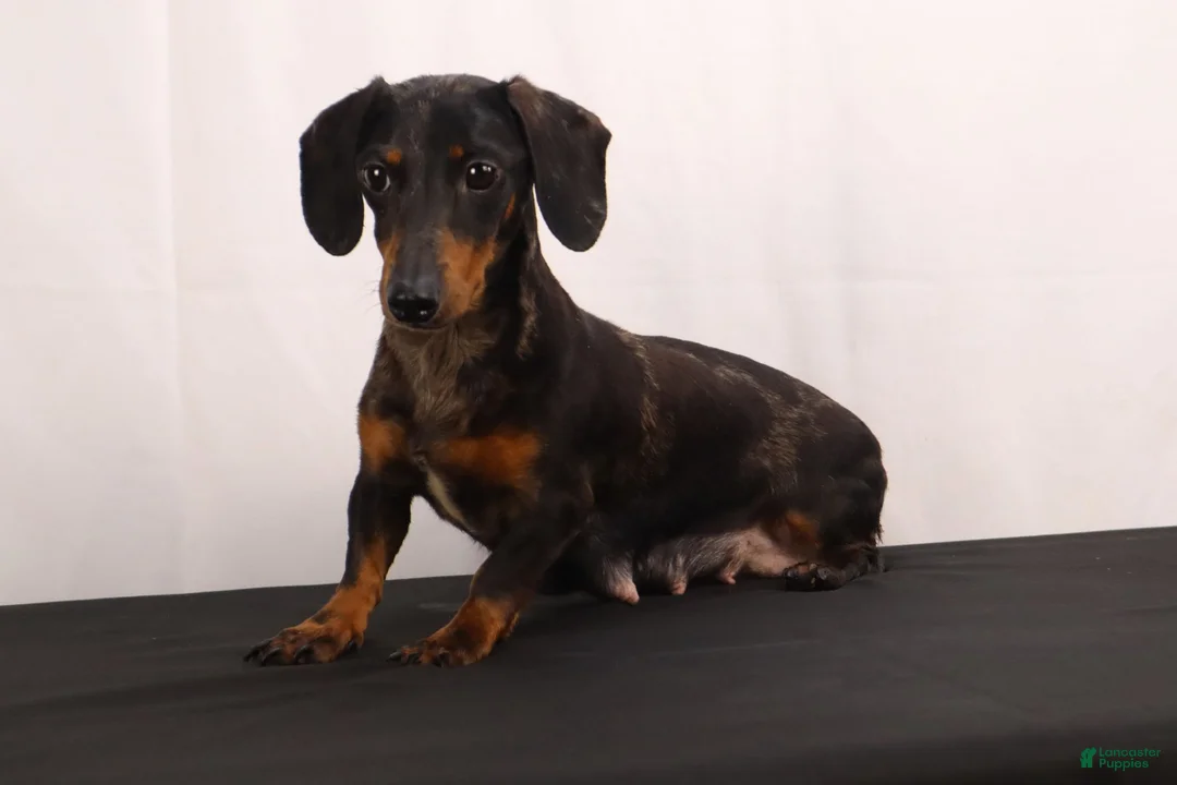 Dachshund dogs for sale: Snowy - Ad 13