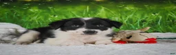 Border Collie dogs for sale: Jackson - Ad 6