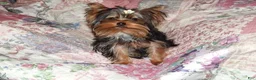 Yorkshire Terrier dogs for sale: Micro mini girl - Ad 8
