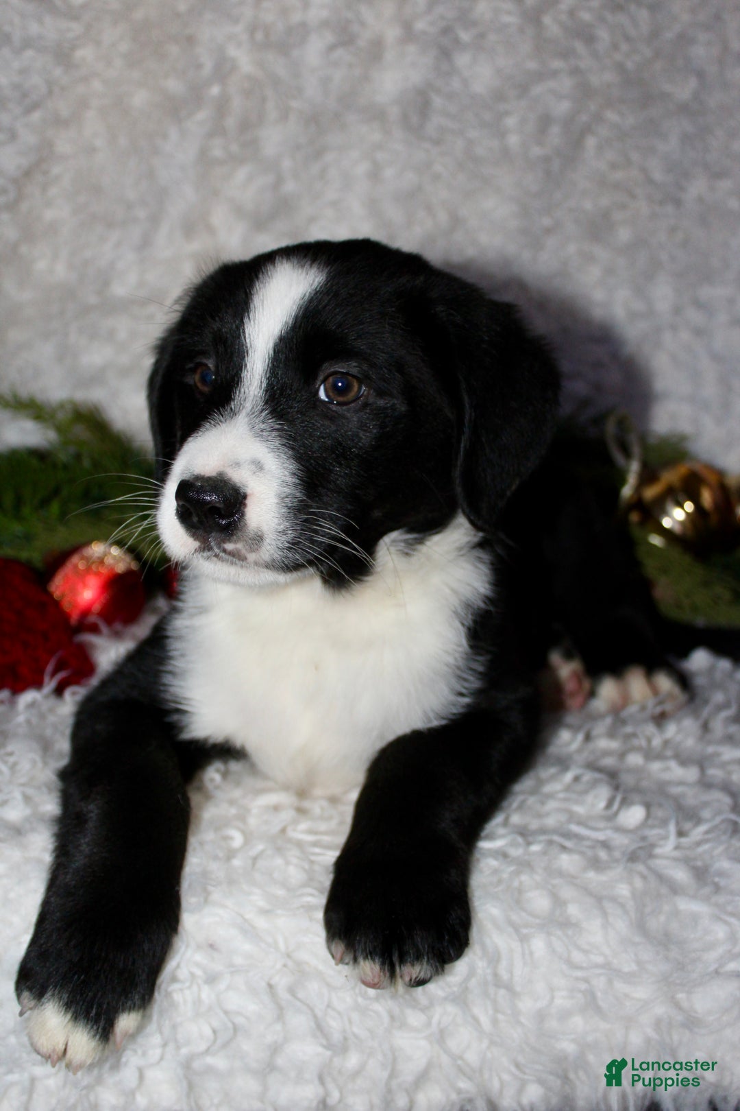 Bernedoodle dogs for sale: Milo - Ad 6