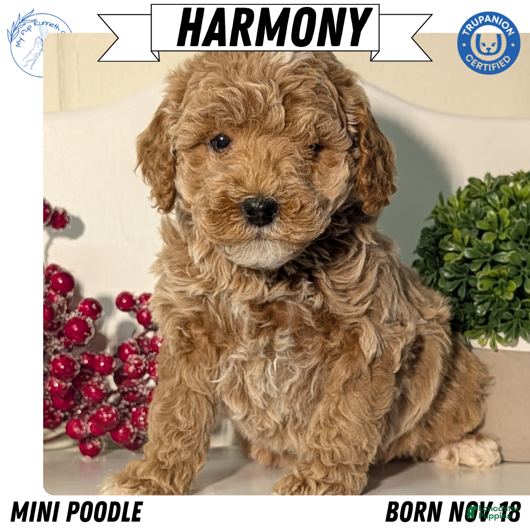 Miniature Poodle dogs for sale: Harmony  - Ad 1