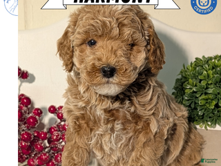 Miniature Poodle dogs Harmony - Ad 13