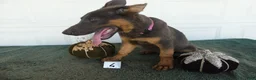 German Shepherd dogs for sale: German Shepherd 2 Max - Ad 5