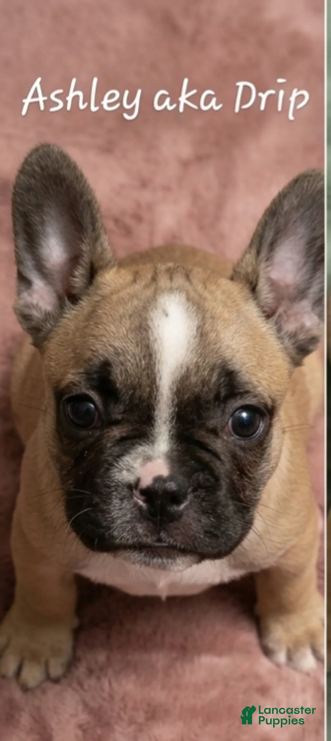French Bulldog dogs for sale: Ashley aka Drip - Ad 1