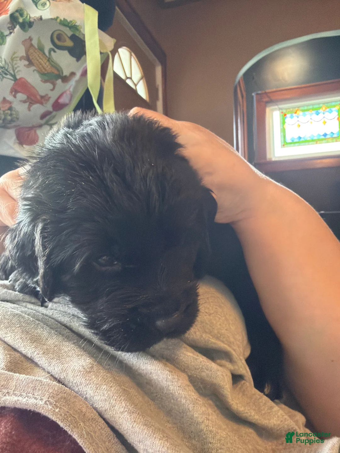 Newfoundland dogs for sale: Newfoundland Puppy 1 Hades - Ad 2