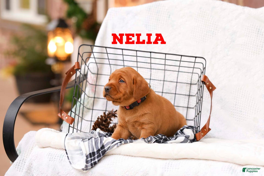 Labrador Retriever dogs for sale: Nelia - Ad 1