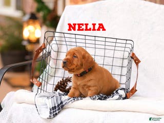 Labrador Retriever dogs Nelia - Ad 17