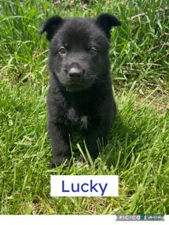 German Shepherd dogs for sale: German Shepherd (Lucky) - Ad 3