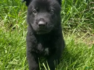 German Shepherd dogs for sale: German Shepherd (Lucky) - Ad 3