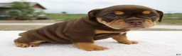 Beabull dogs for sale: Luna - Ad 3
