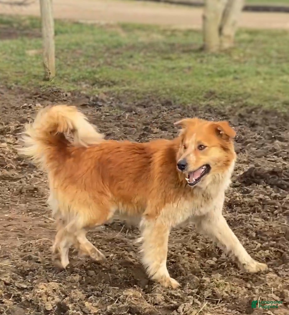 Mixed Breed dogs for sale: ♥️BABY BEAR♥️ - Ad 17
