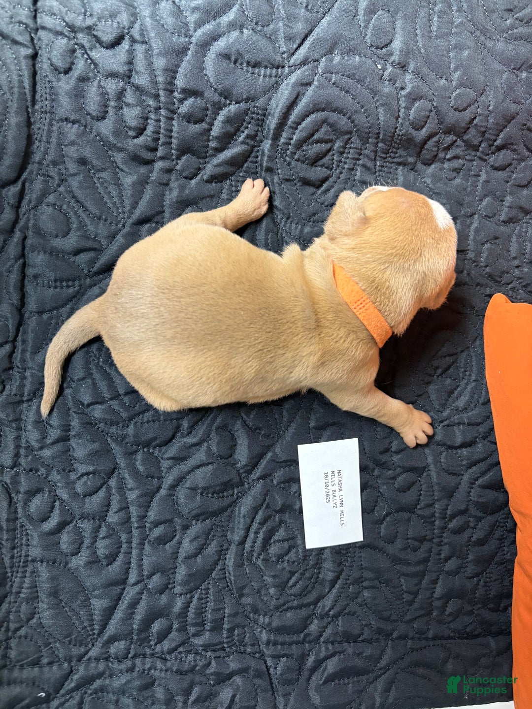 American Bully dogs for sale: Caramel  - Ad 8