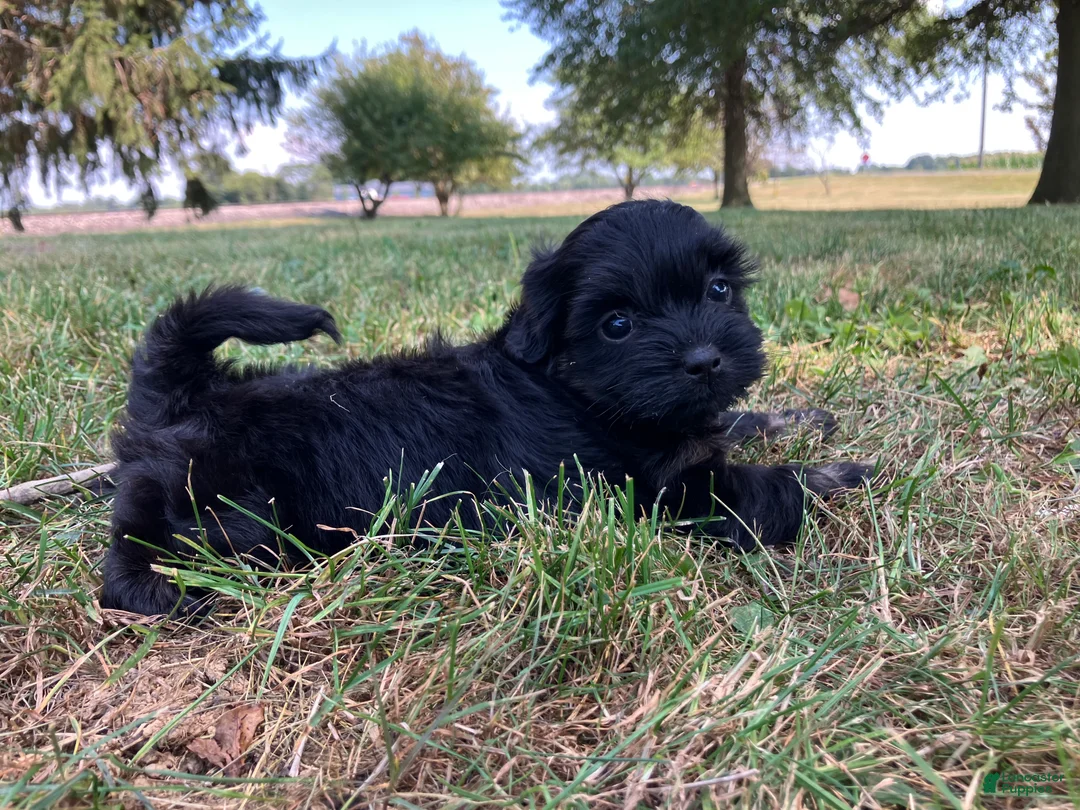 Shihpoo dogs for sale: Mandy - Ad 8