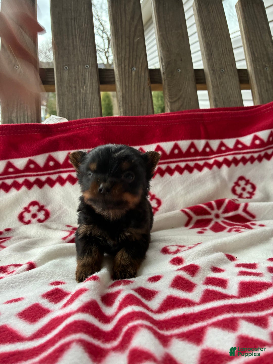 Yorkshire Terrier dogs for sale: Sky - Ad 7