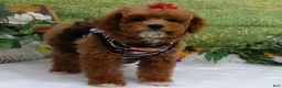 Toy Poodle dogs for sale: Saylor - Ad 8