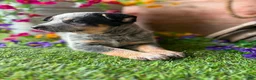 Australian Cattle Dog dogs for sale: Ella - Ad 1
