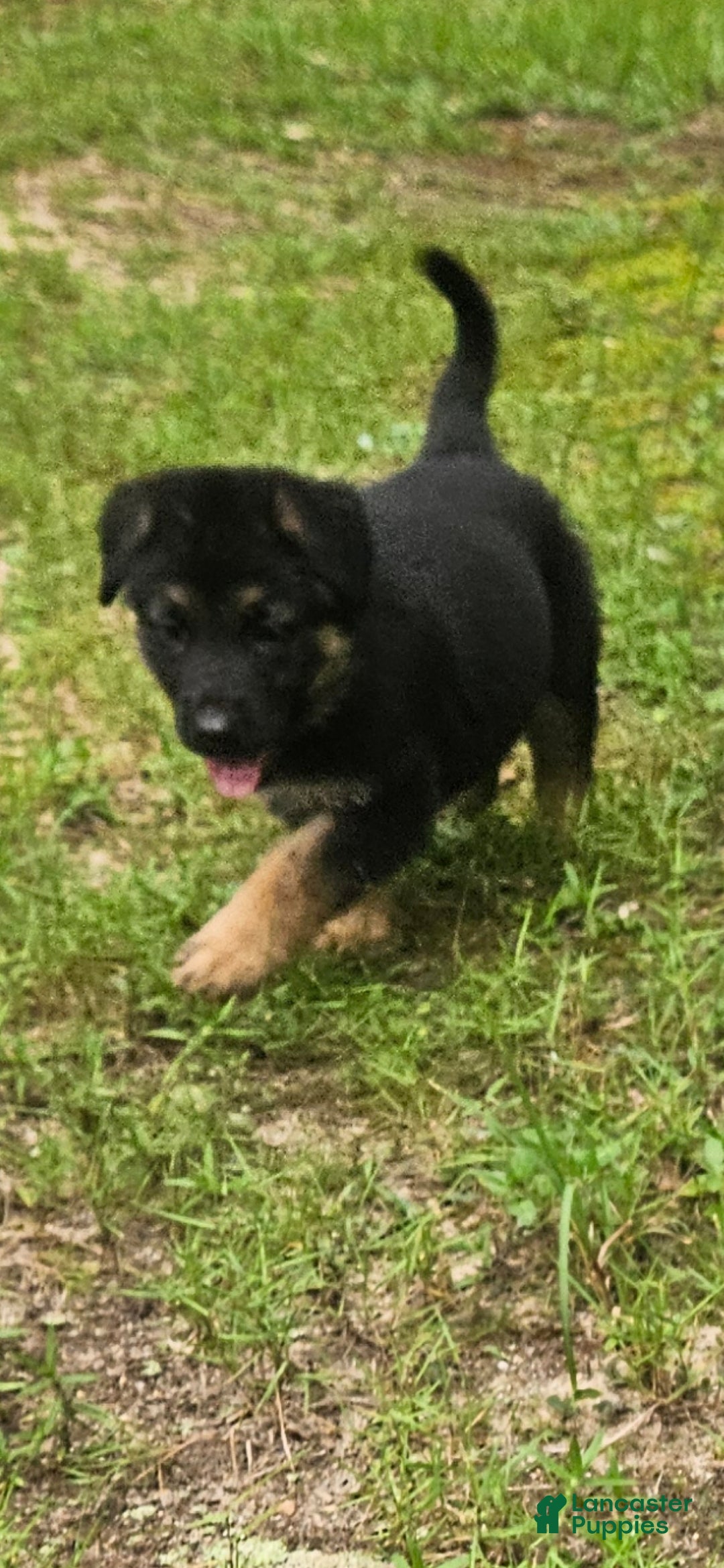 German Shepherd dogs German Shepherd 4 - Ad 18