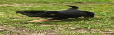German Shepherd 4