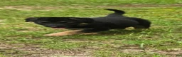 German Shepherd dogs for sale: German Shepherd 4 - Ad 1