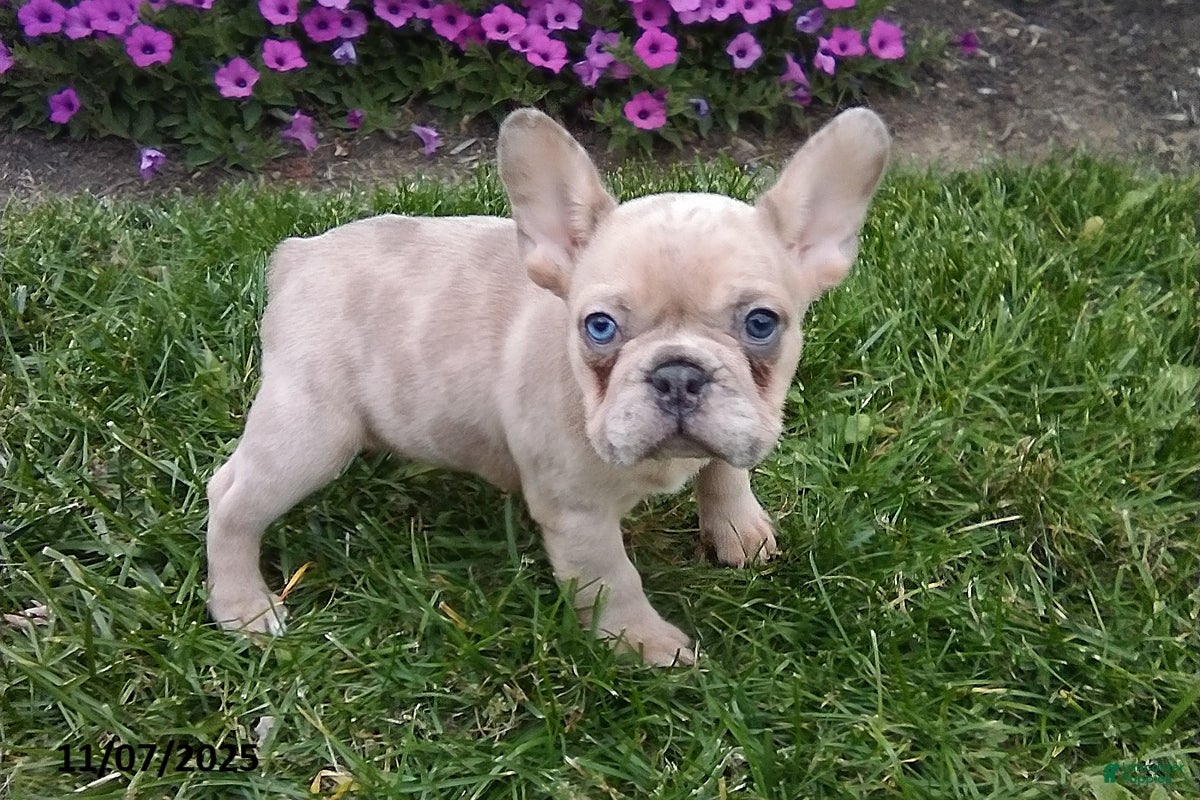 French Bulldog dogs Sophia - Ad 39