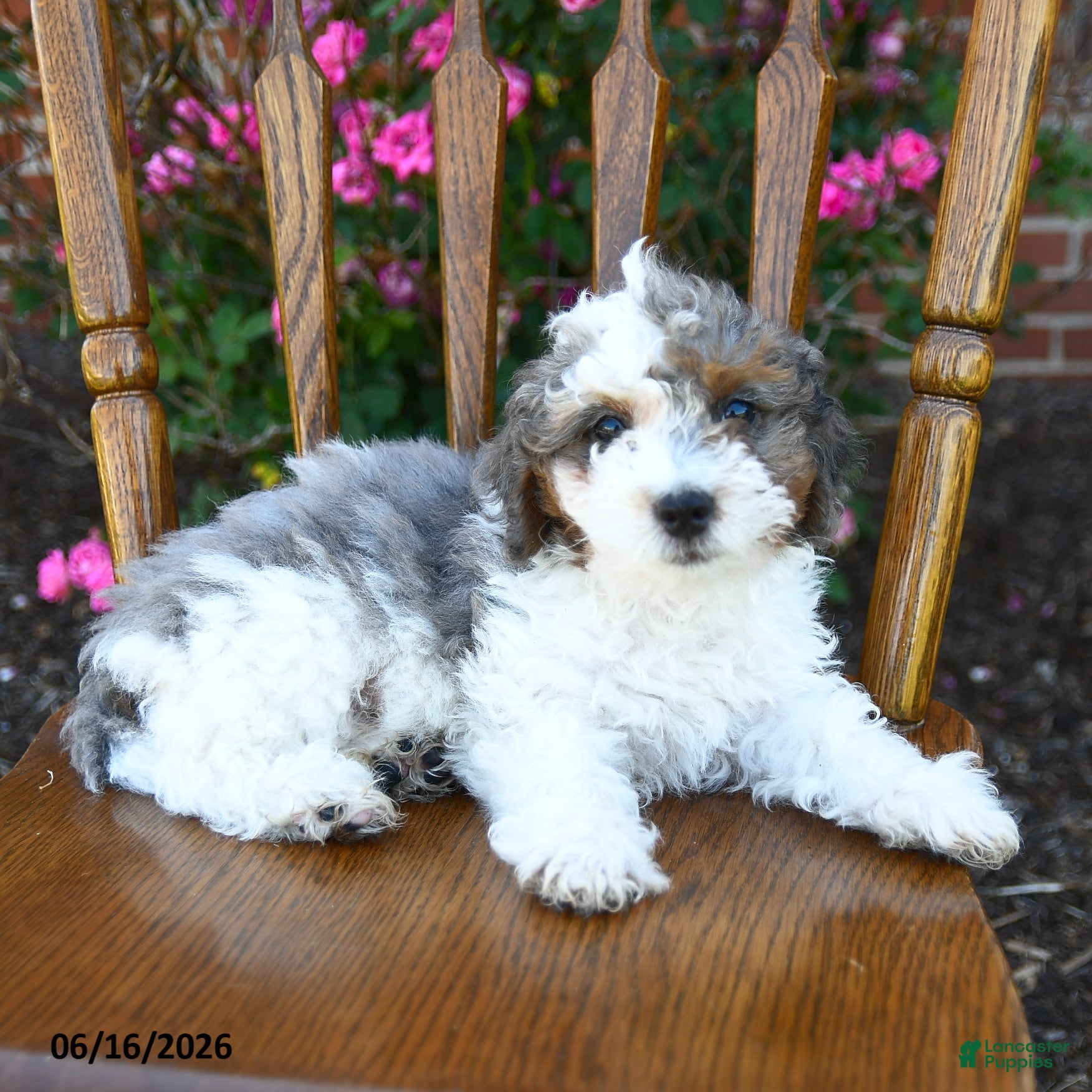 Miniature Poodle dogs Candy - Ad 2