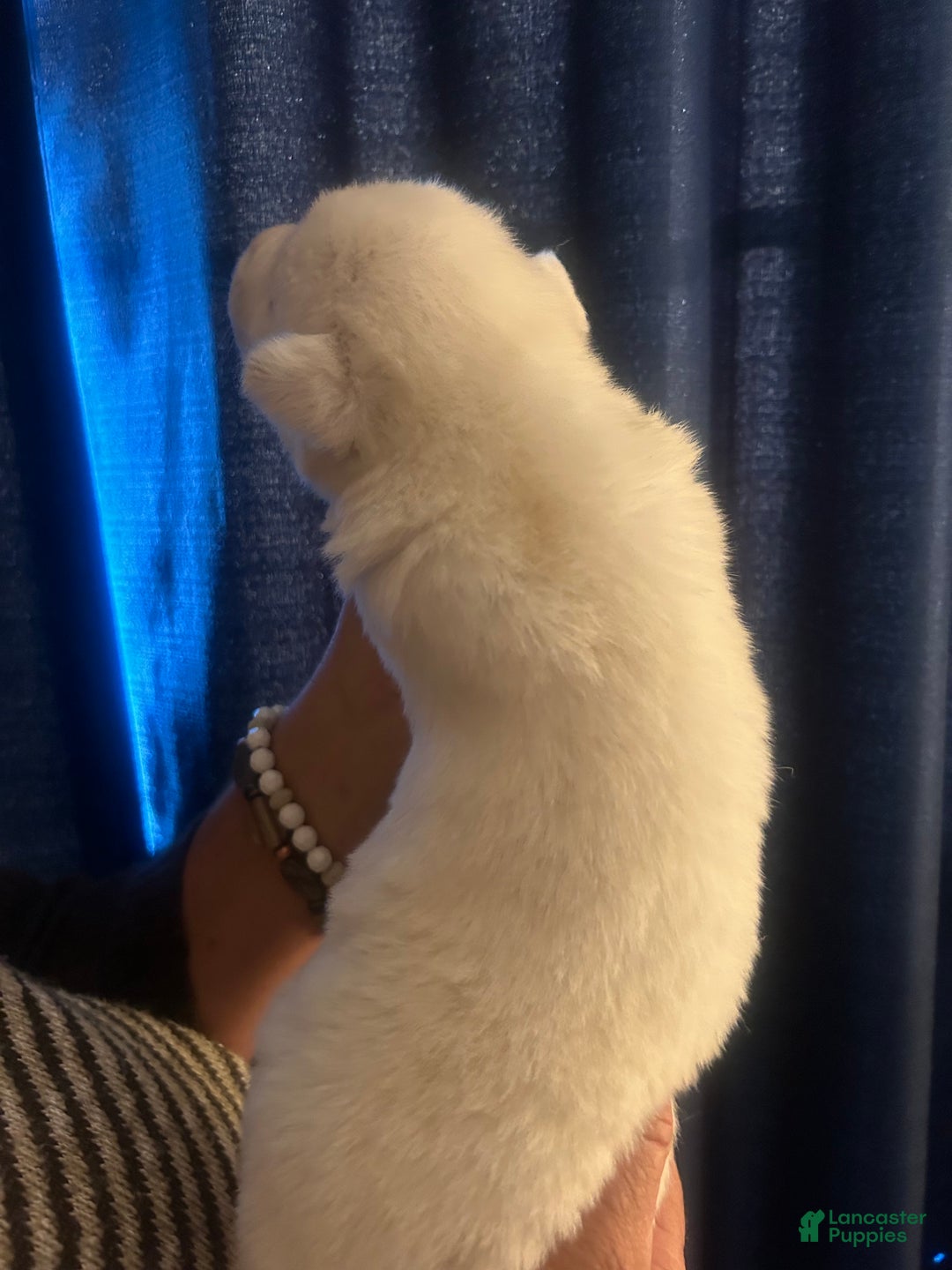 Gerberian Shepsky dogs for sale: Apollo Gerberian Shepsky Puppy 3 - Ad 10